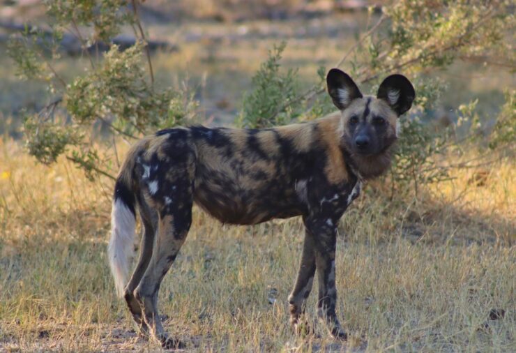 Okavango Delta Botswana