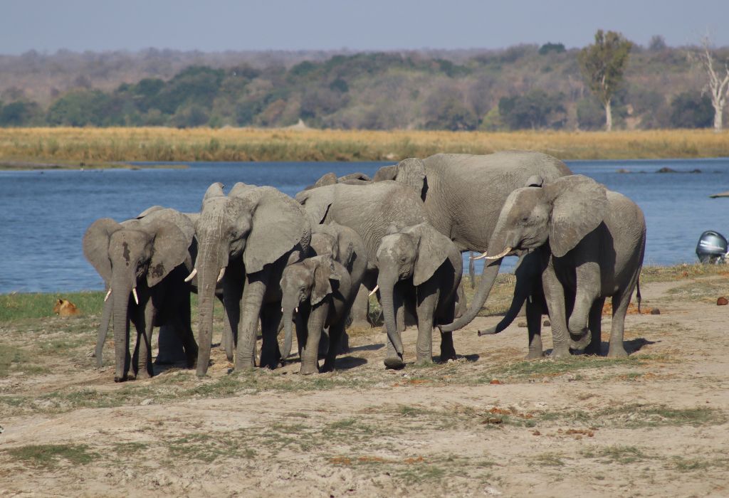 Chobe National Park Botswana