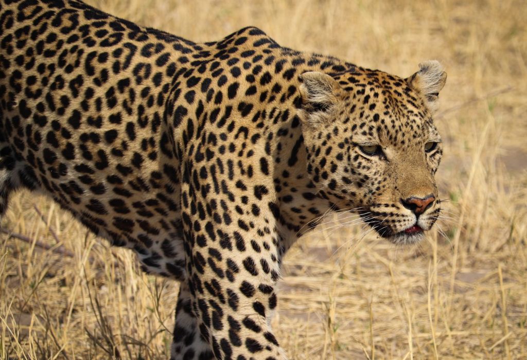 Leopard in Chobe National Park Botswana