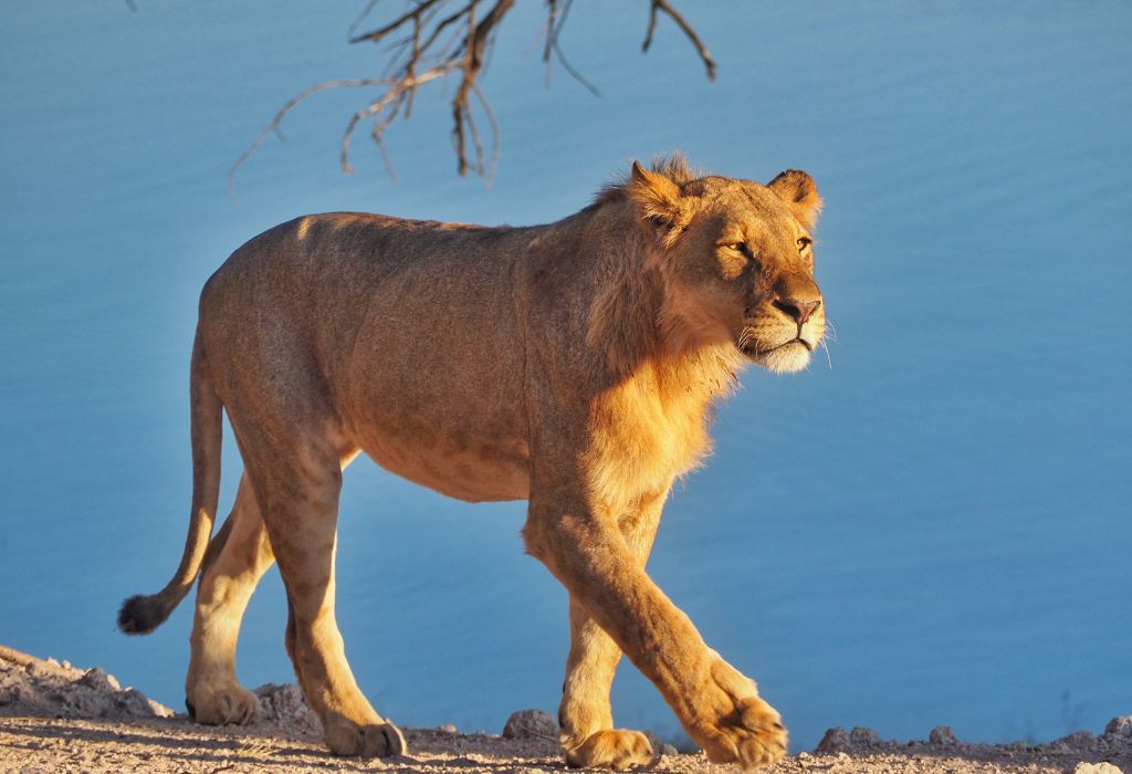 Lion in Chobe National Park Botswana