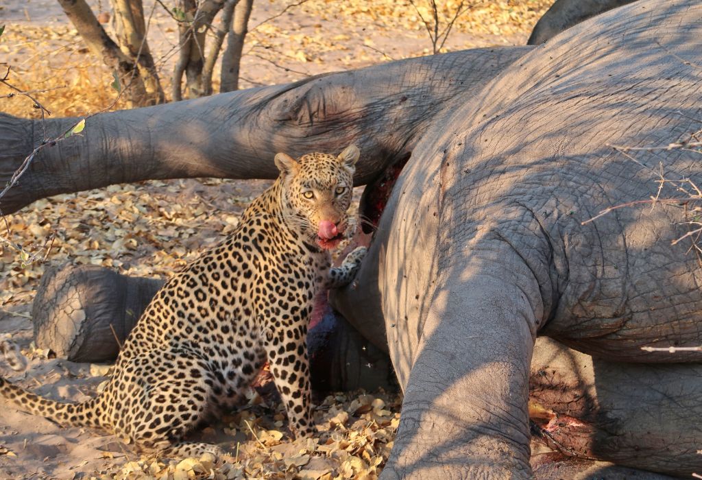 Savuti Chobe National Park Botswana