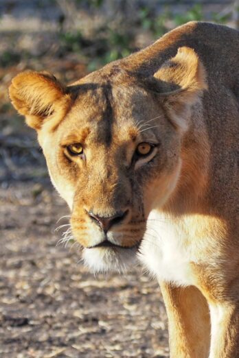 Lioness in Chobe National Park, Botswana