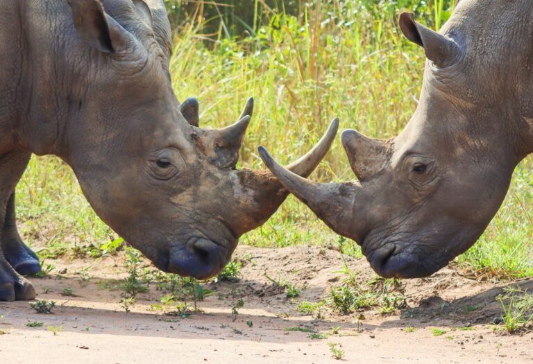 19 Incredible Things To Do in Uganda