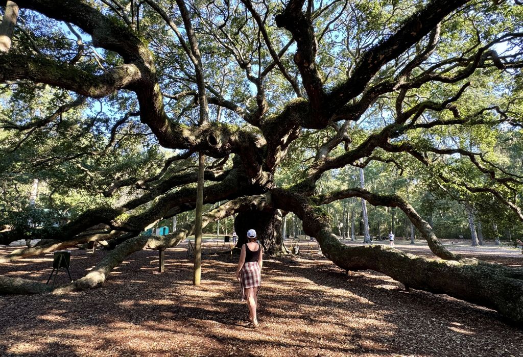 Angel Oak Tree, South Carolina