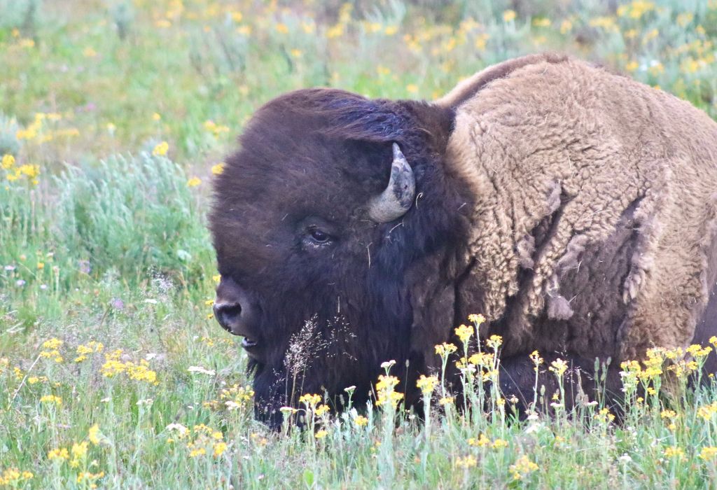 Bison Yellowstone National Park