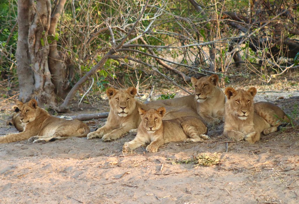 Chobe NP Safari Botswana